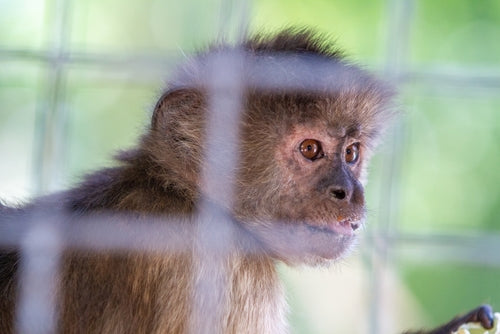 Escaped Monkeys Recaptured, Enjoying PB&J After Return to South Carolina Facility