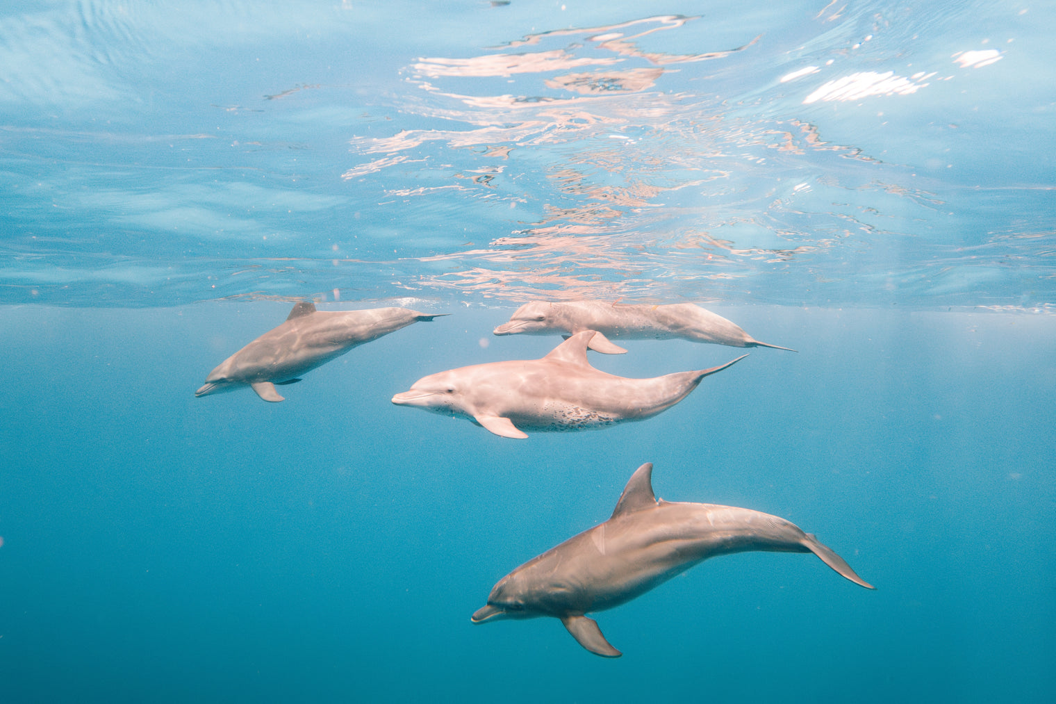 Rescuers Save Over 100 Dolphins in Cape Cod Mass Stranding Event