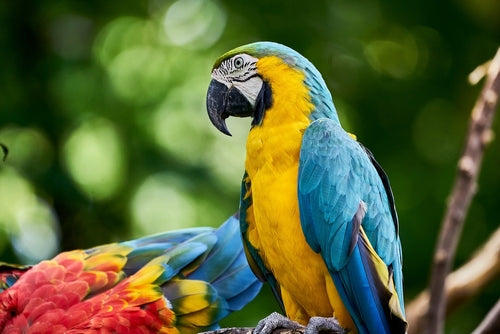 Turning Endangered Macaws from Burdens to Boons for Rural Communities