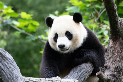 Meet the Newest Panda Diplomats: Bao Li and Qing Bao Arrive in Washington, D.C.