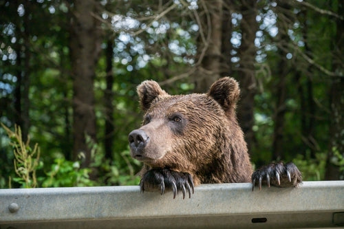 Bear Break-In: Elderly Man Survives Encounter with Black Bear and Cubs in Colorado Home